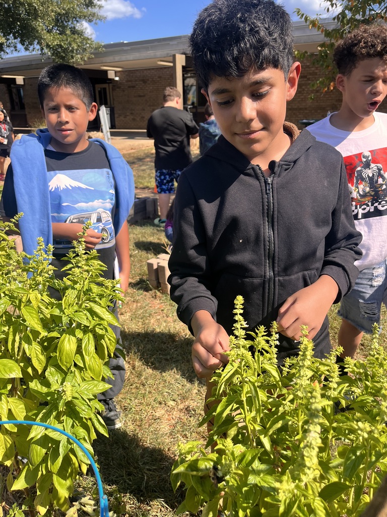investigating plant parts