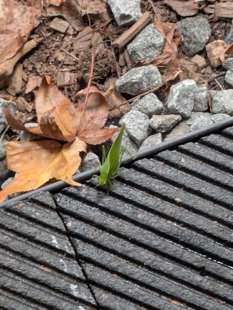 Leaf bug
