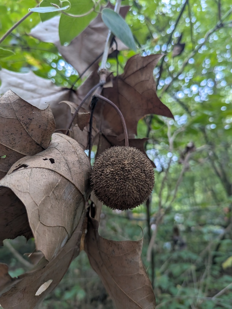 Tree seed
