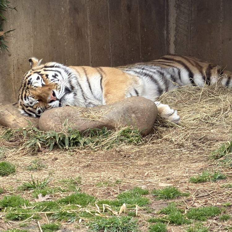 #TigerSleeping