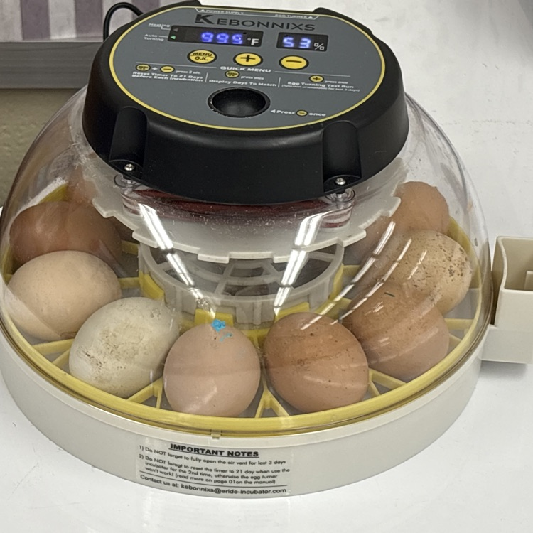 Phipps' eggs
