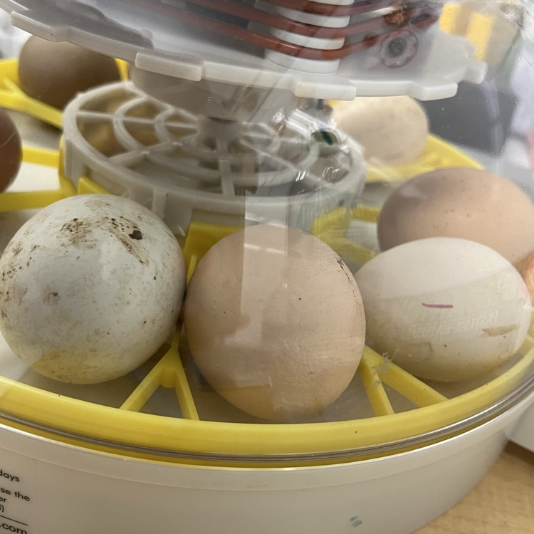 Keeka’s eggs 