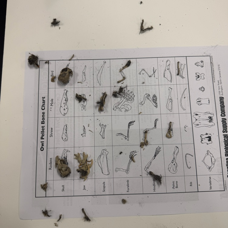 #OwlPelletDissection