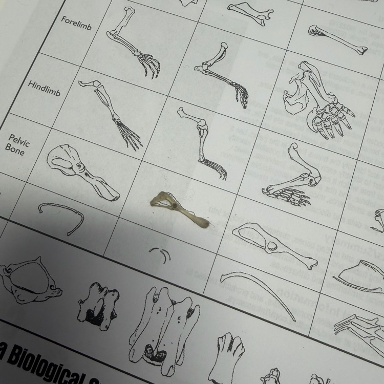 #OwlPelletDissection