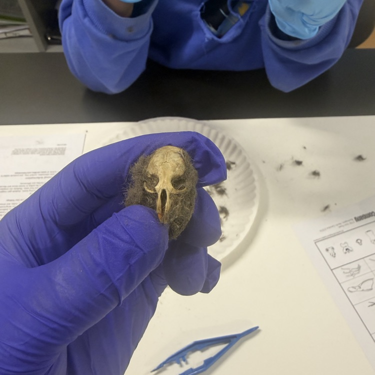 #OwlPelletDissection