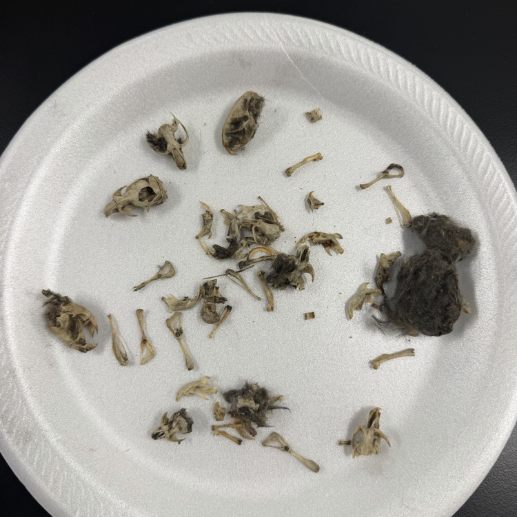 #OwlPelletDissection