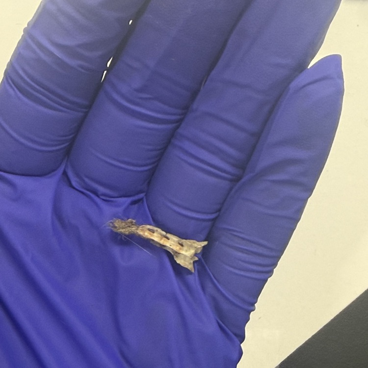 #OwlPelletDissection