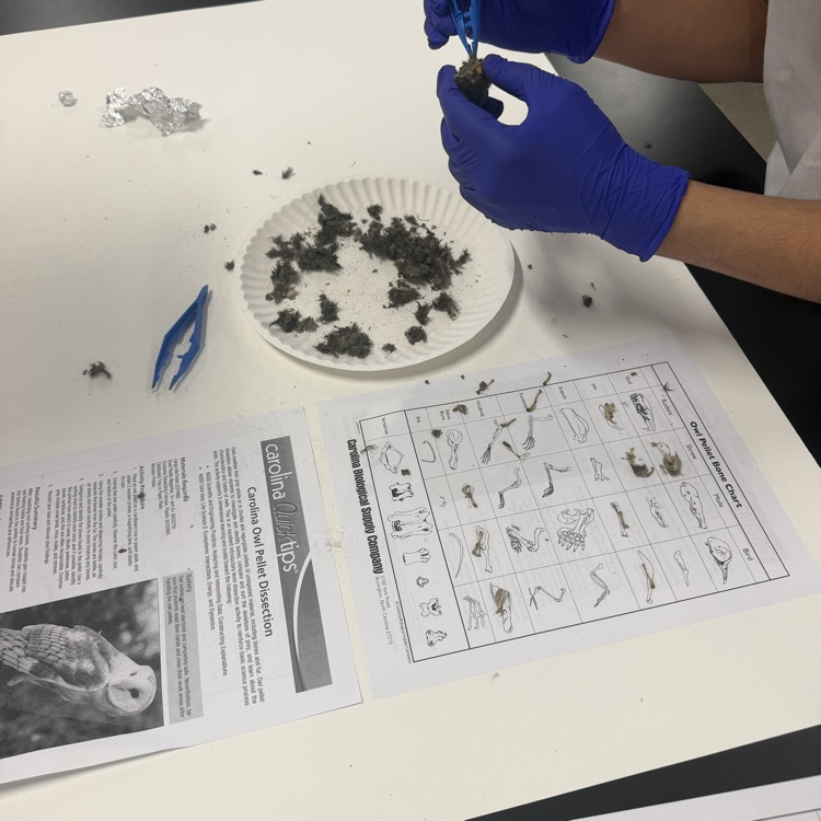 #OwlPelletDissection
