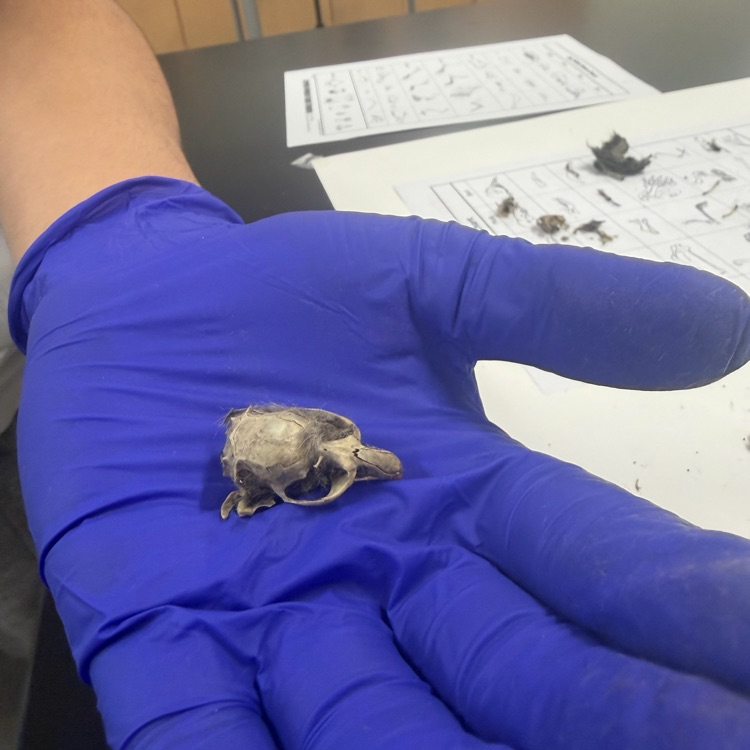 #OwlPelletDissection
