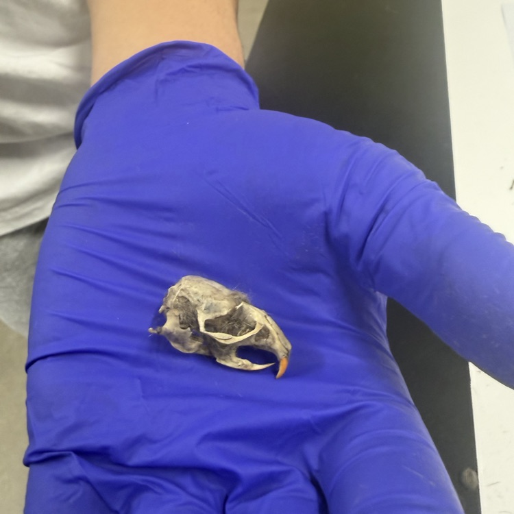 #OwlPelletDissection
