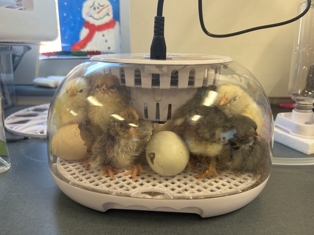 Baby Chicks