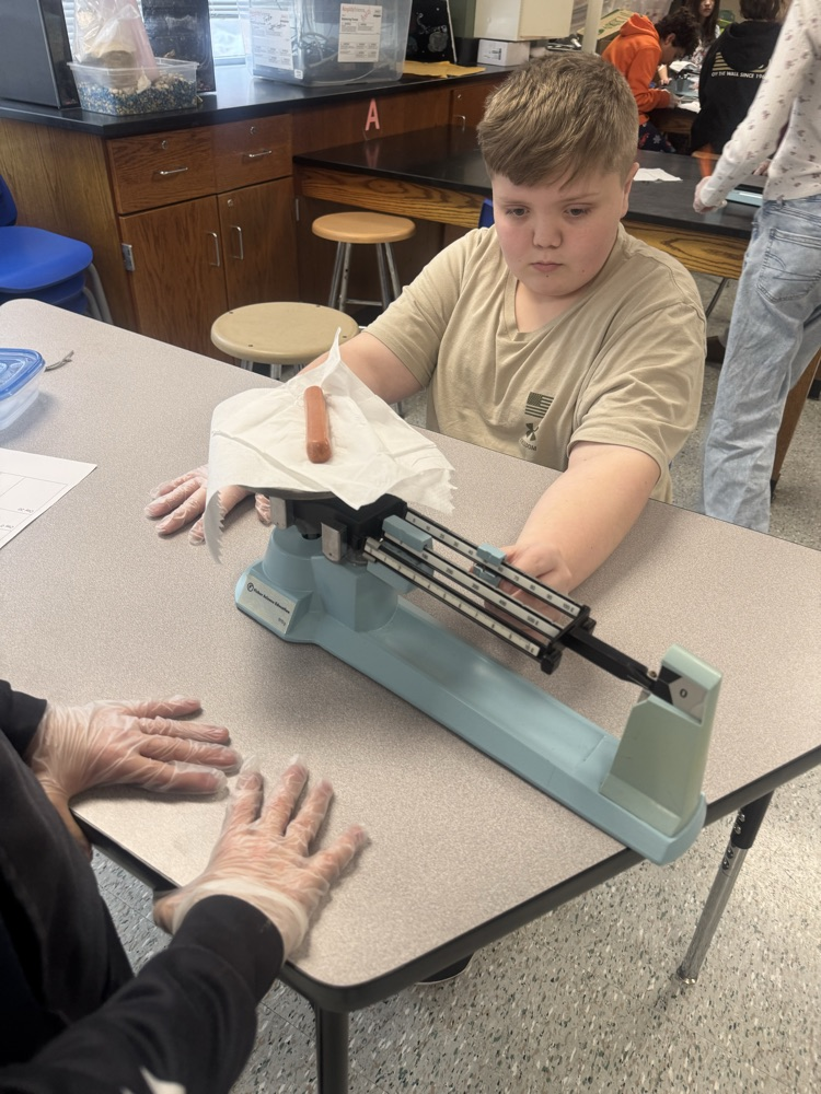 Sixth graders have been studying Ancient Egypt, and along with it, the mummification process! We mummified hotdogs today. Check back with us in 3 weeks to see how they've changed! 