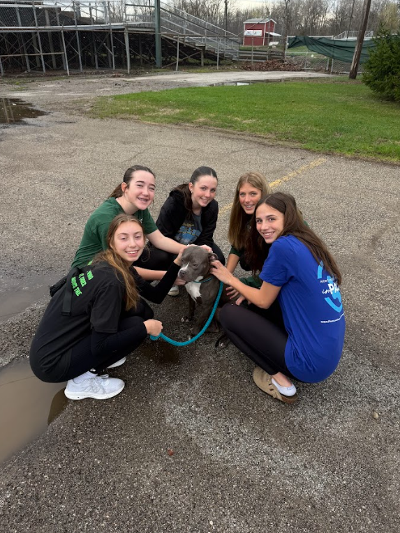 animal services day