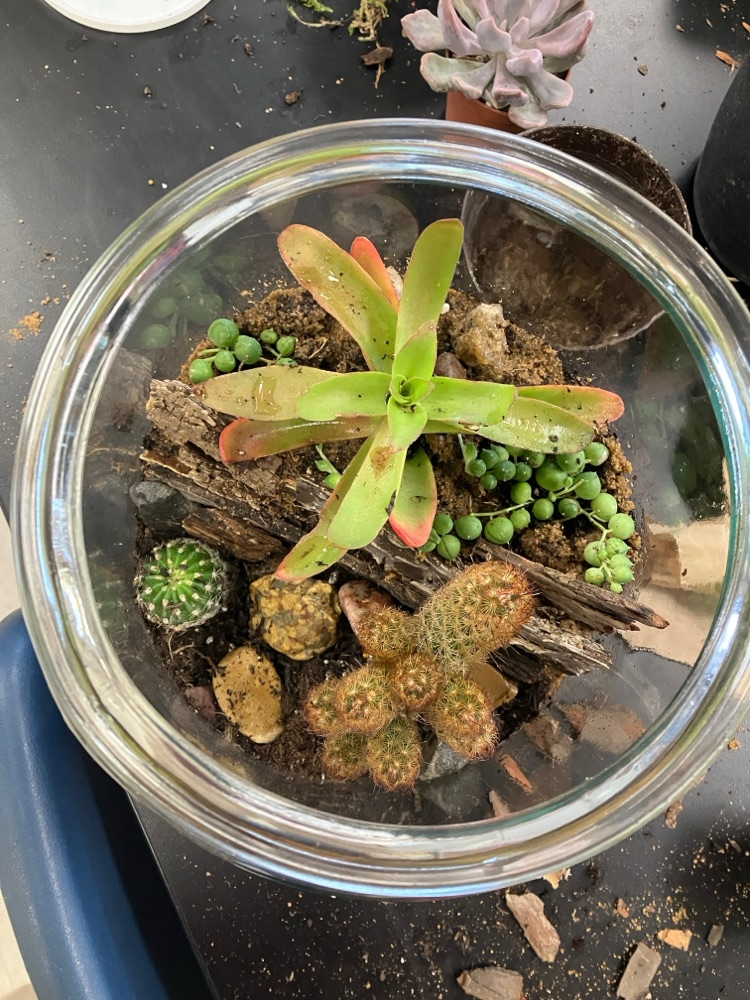 🐦