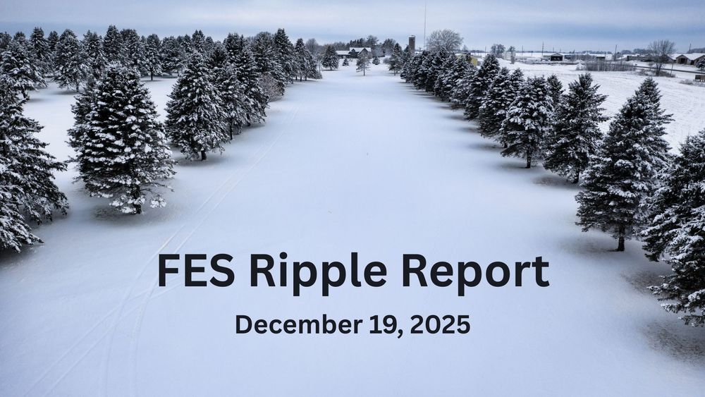 A field of snow covered pine trees.