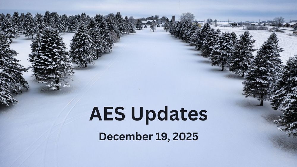 A field of snow covered pine trees.