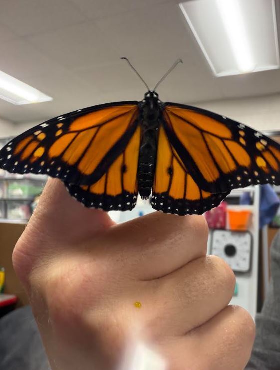 Mrs. Connors Kindergarten Class - Butterfly
