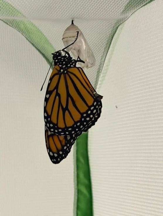 Mrs. Connors Kindergarten Class - Butterfly
