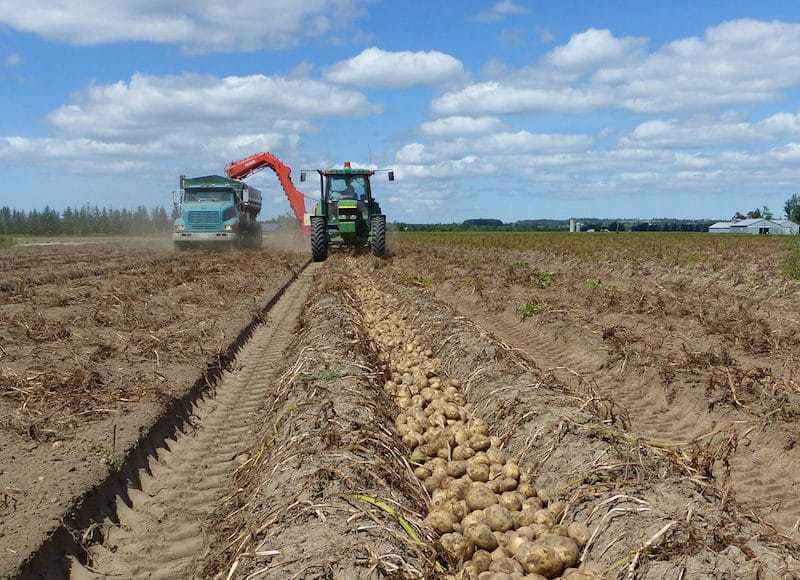 Tractor harvesting potatoes