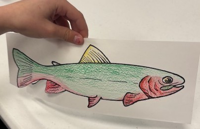 Trout in the Classroom