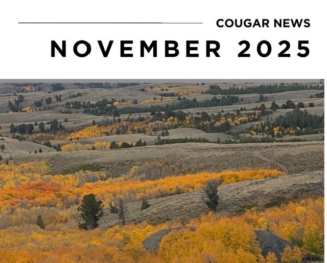 cougar news