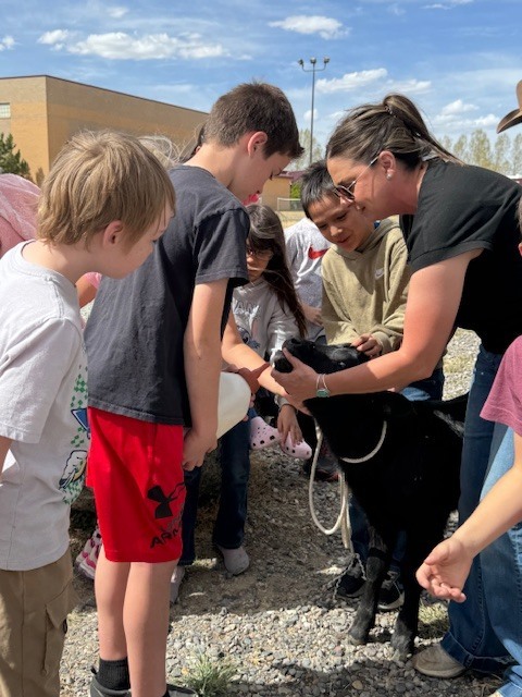 Students feeding bum calf