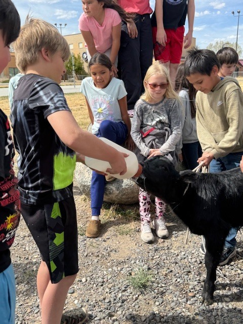 Students feeding bum calf