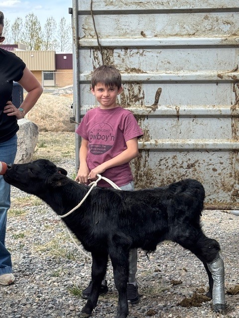Students feeding bum calf