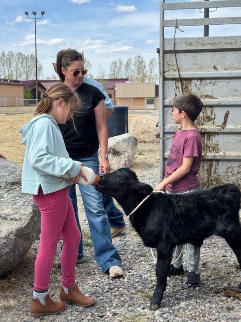 Students feeding bum calf