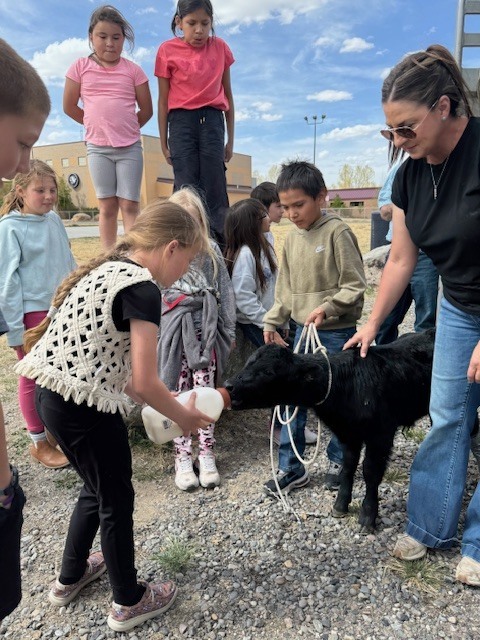 Students feeding bum calf