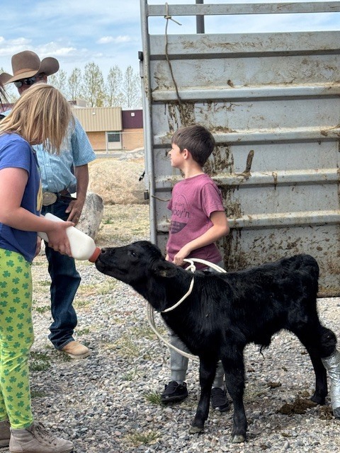 Students feeding bum calf
