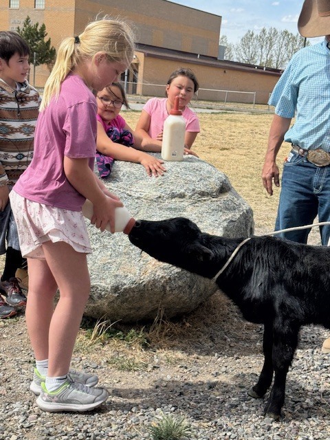 Students feeding bum calf