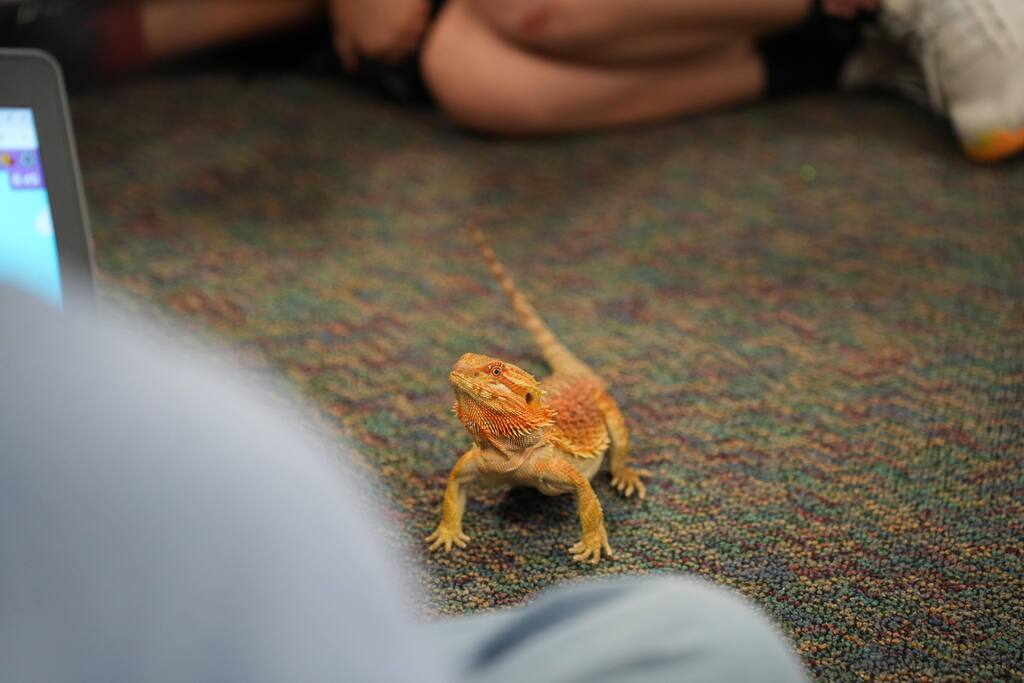 bearded dragon