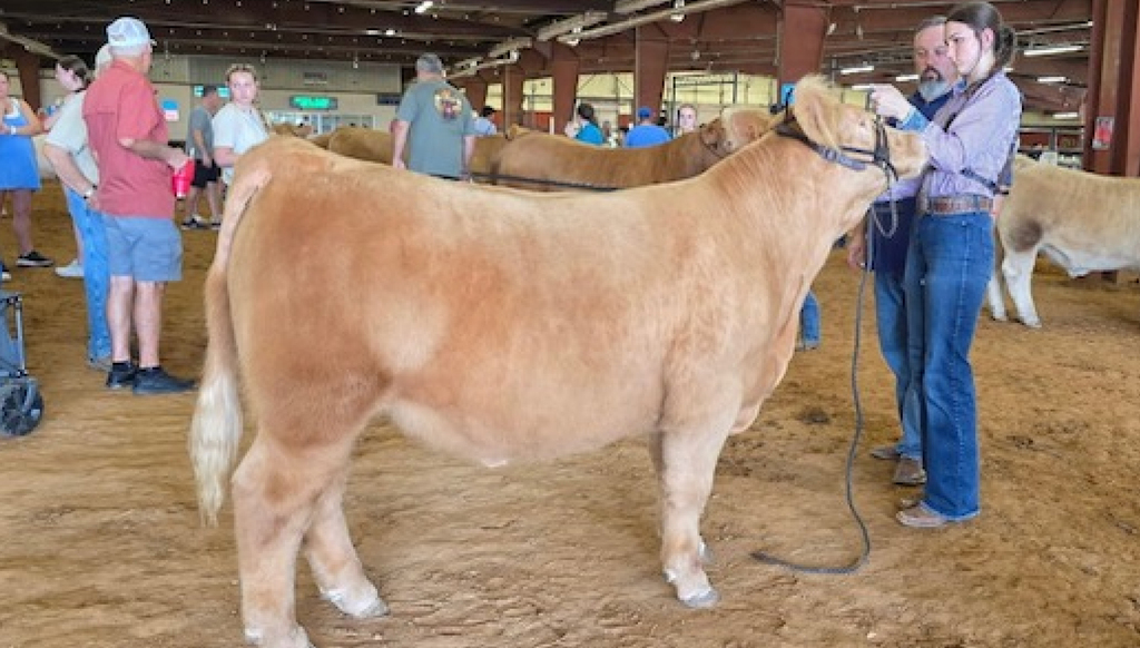 Ava with her heifer