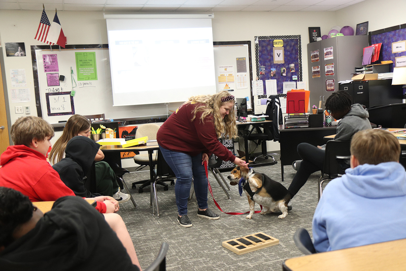 Tucker the therapy dog does a puzzle for treats