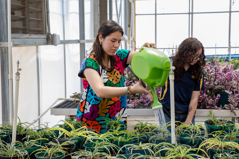 A student waters a plant in the horticulture class.