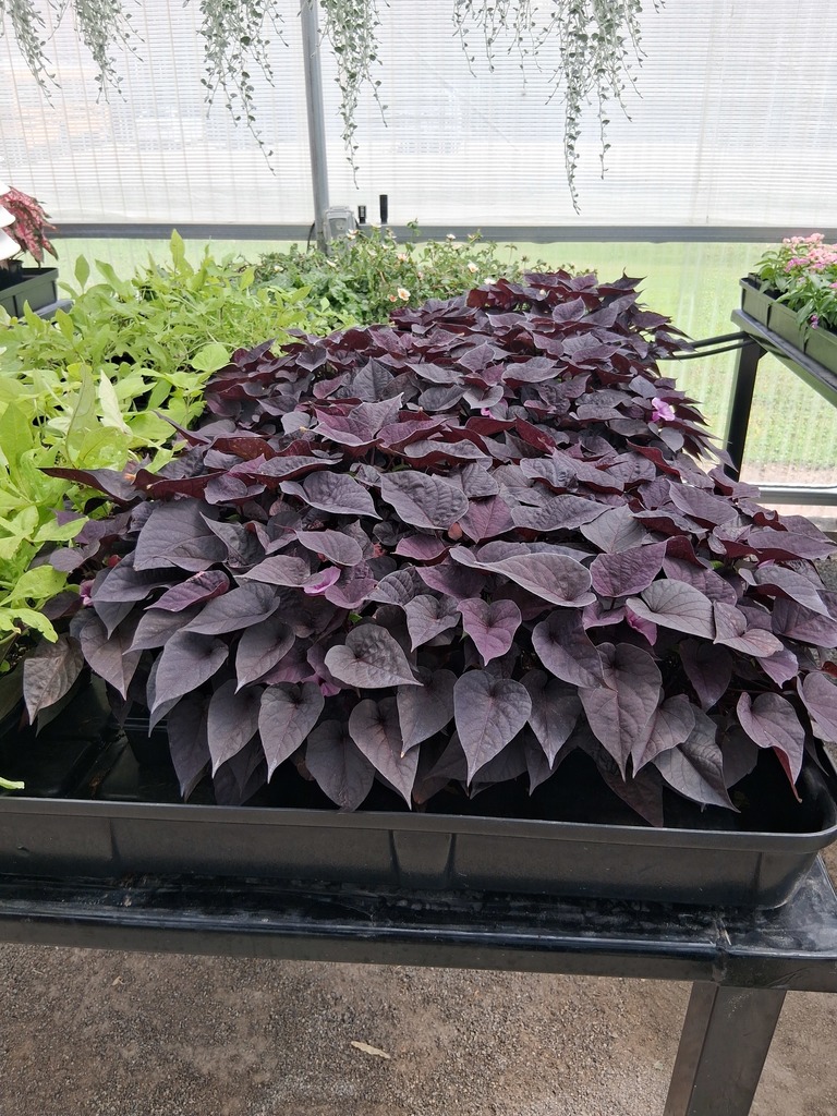 Frontier Public Schools