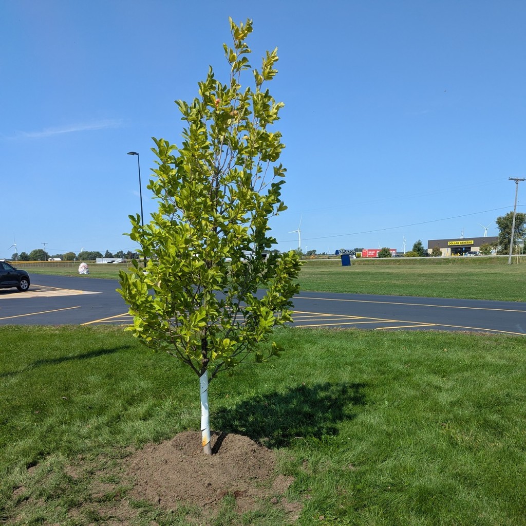 tree