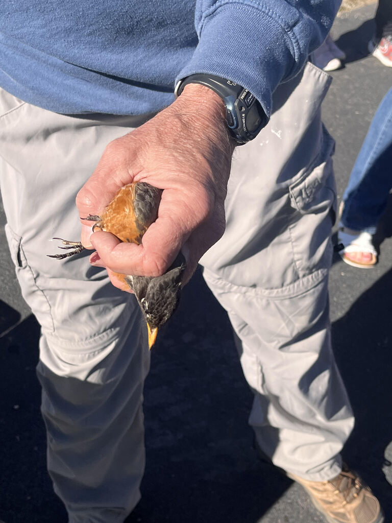 Bird