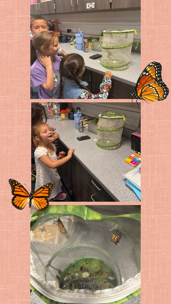 butterflies
