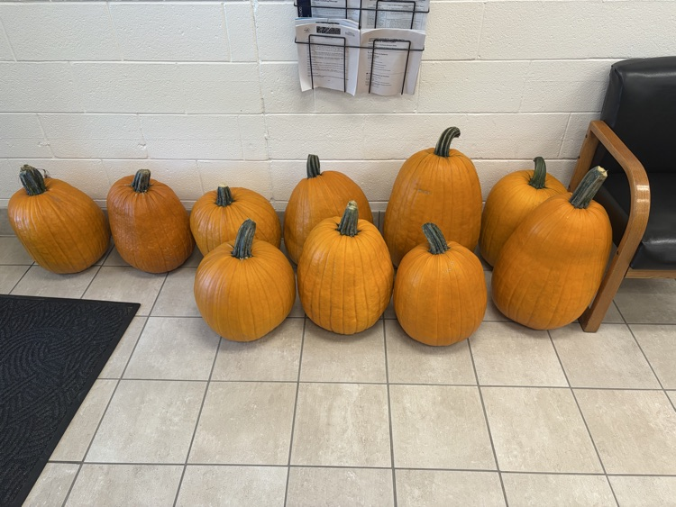 pumpkins 