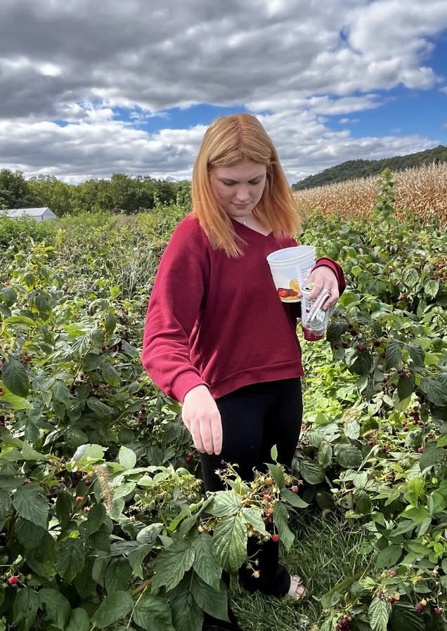 A student picks fresh raspberries. 