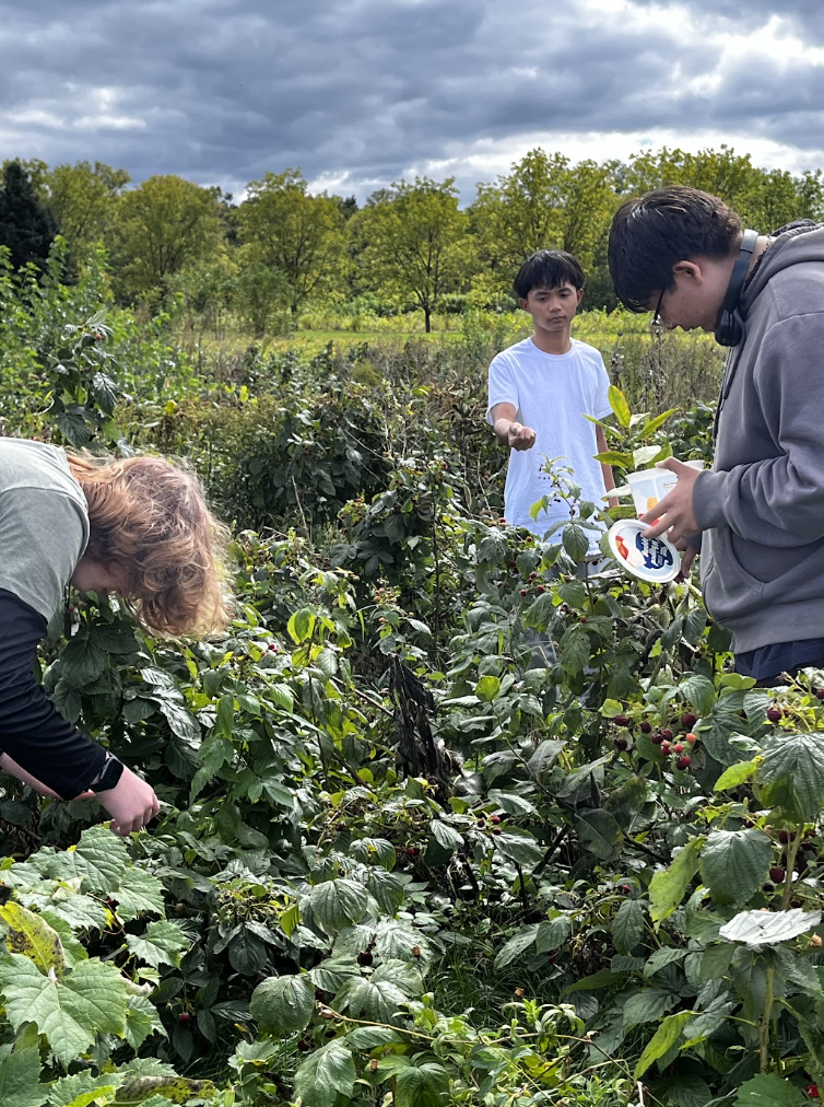 Students pick fresh raspberries. 