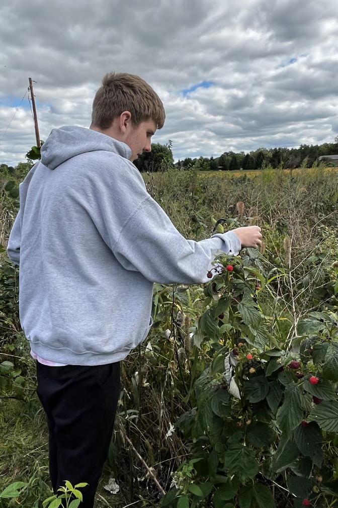 A student picks fresh raspberries. 