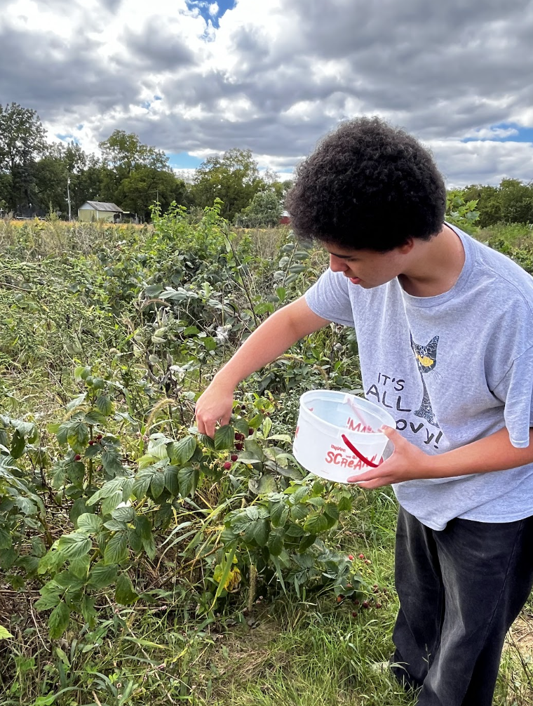 A student picks fresh raspberries. 