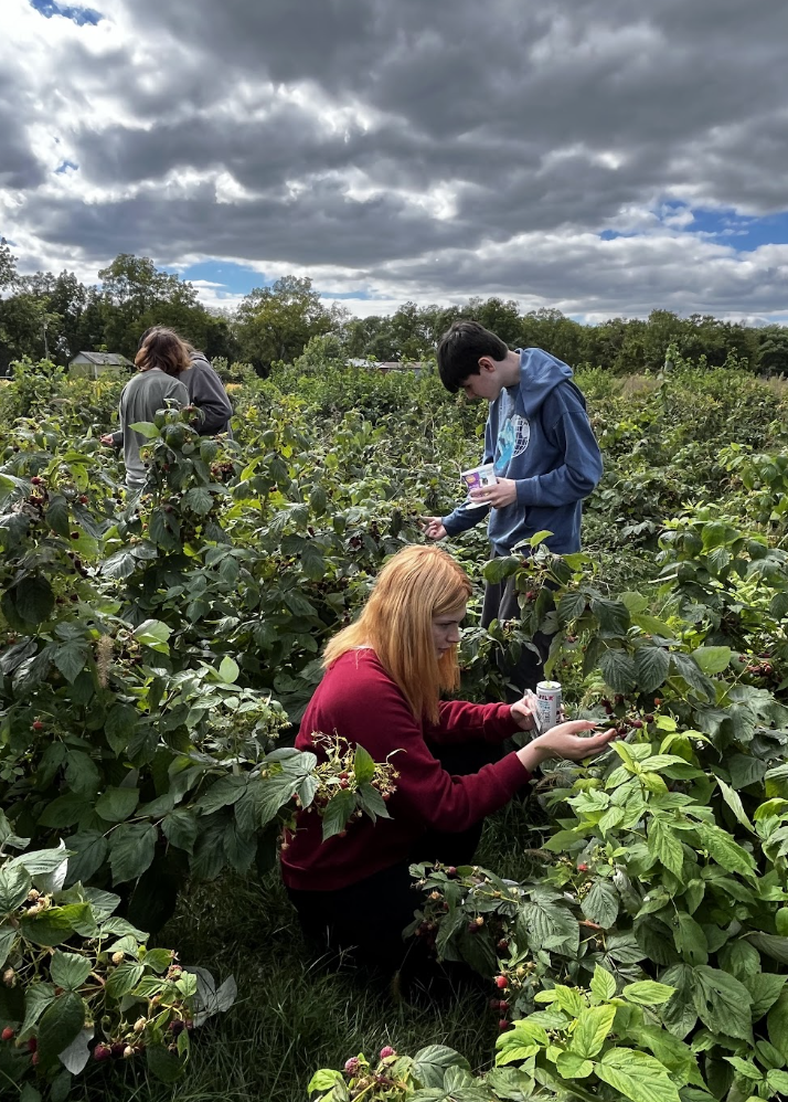 Students pick fresh raspberries. 