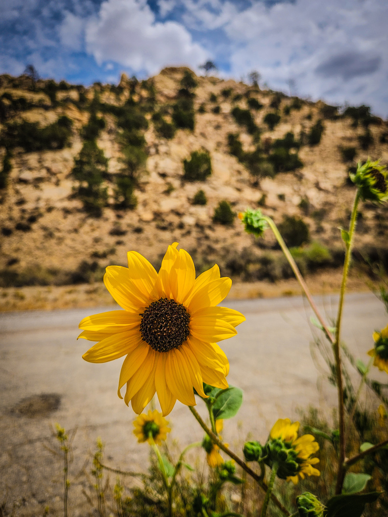 Sunflower