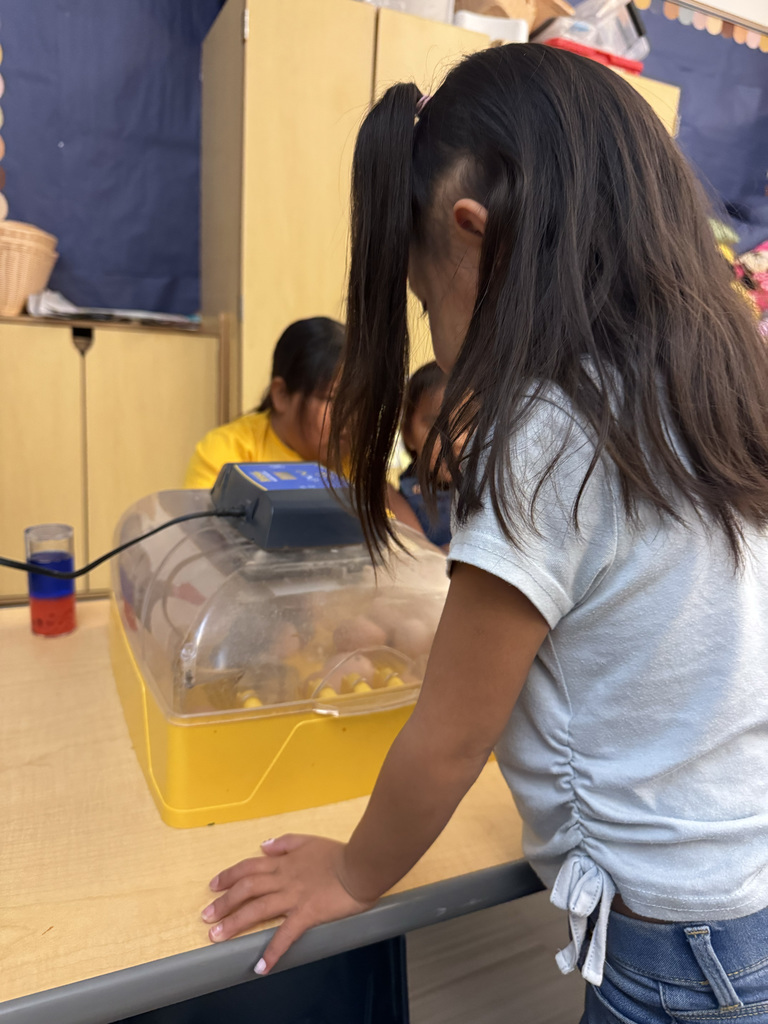 students watch baby chicks in an incubator