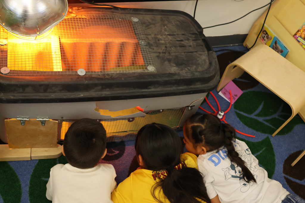 three chilldren lay on the floor looking at baby chickens in a pen