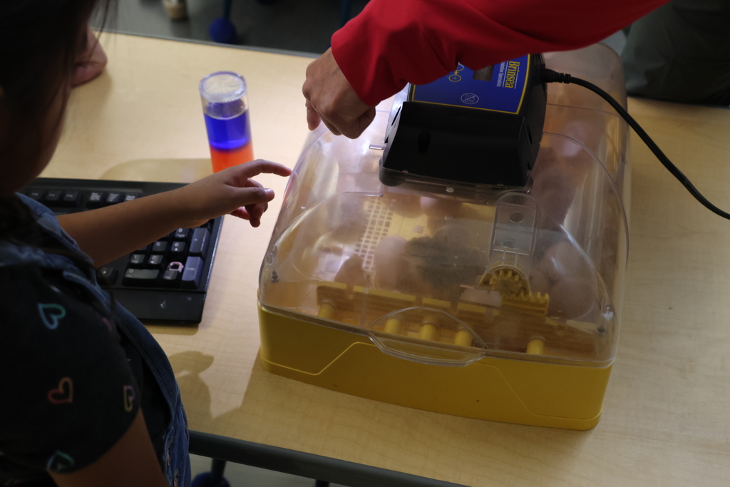 child pointing at chickens in an incubator 